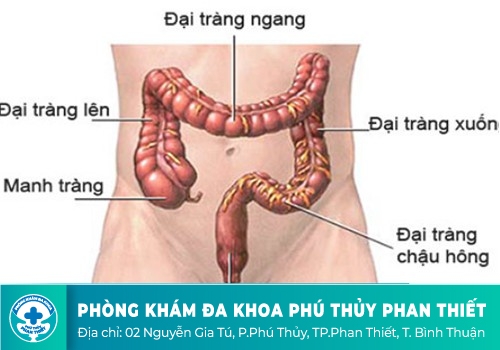 ​   trực tràng