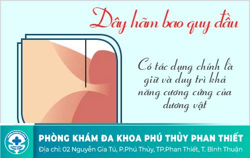 CHỨC NĂNG CỦA DÂY HÃM BAO QUY ĐẦU