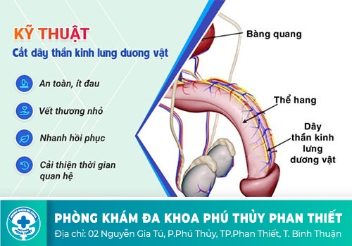 Kỹ thuật chặn dây thần kinh lưng dương vật: